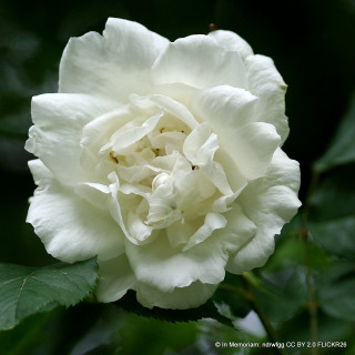 Madame Alfred Carriere - Climbing Rose (Potted)