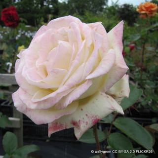 Silver Wedding - Hybrid Tea (Potted)