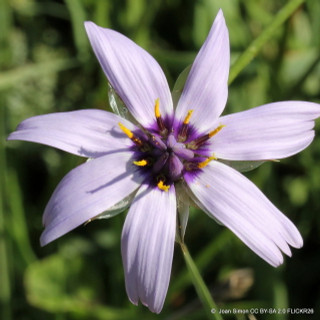 Catananche caerulea 1ltr pot
