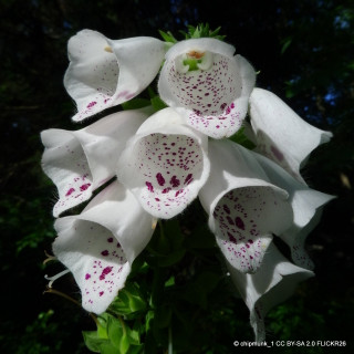 Digitalis purpurea 'Pam's Choice'-3L