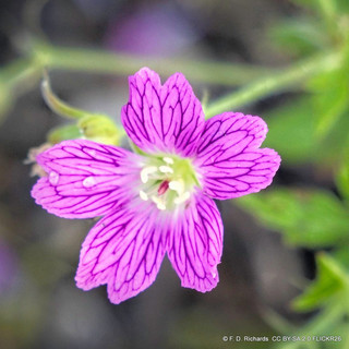 Geranium x oxonianum 'A.T.Johnson' 1ltr pot