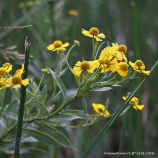 Helenium 'Lemon Sundae' 1ltr pot
