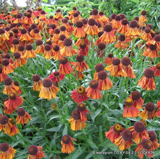 Helenium 'Wyndley' 1ltr pot