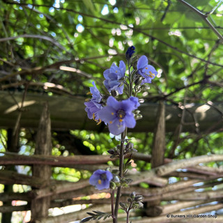 Polemonium yezoense 'Bressingham Purple' (Jacob's Ladder) 1ltr pot