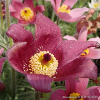 Pulsatilla vulgaris rubra 1ltr