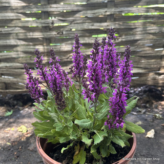 Salvia x superba 'Rose' 1ltr pot