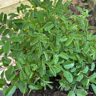 Sanguisorba officinalis 'Tanna'-1L