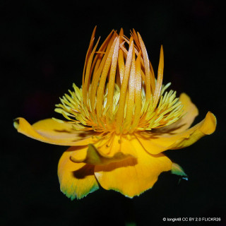 Trollius chinensis 'Golden Queen' 1ltr