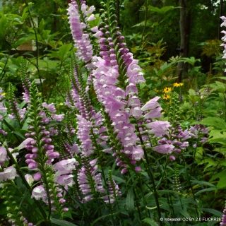 Veronica longifolia First Kiss 1ltr