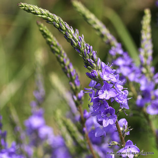 Veronica longifolia First Match 1ltr