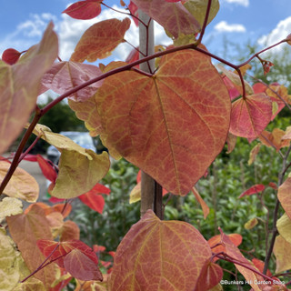 Cercis canadensis 'Eternal Flame' (80-100cm)