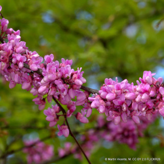Cercis 'Lavender Twist'