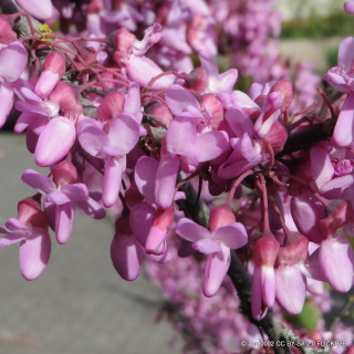 Cercis 'Ace of Spades'
