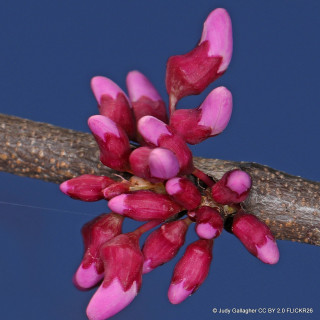 Cercis canadensis 'Cascading Hearts'