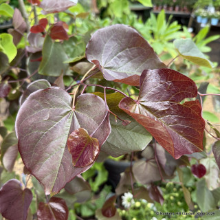Cercis canadensis 'Merlot'