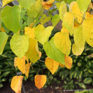 Cercis canadensis 'Rising Sun'