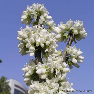 Cercis chinensis 'Shirobana' 60-80cm