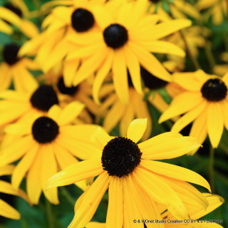 Rudbeckia fulgida  'Goldstrum'