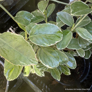 Euonymus albomarginatus (30-40cm) 2ltr