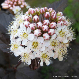 Physocarpus opulif. 'Dart's Gold' 3L