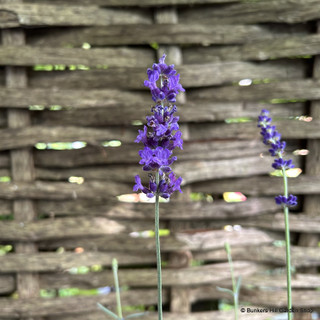 Lavender angustifolia 'Hidcote' (p12)