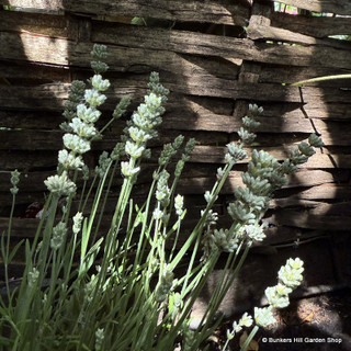 Lavender Edelweiss