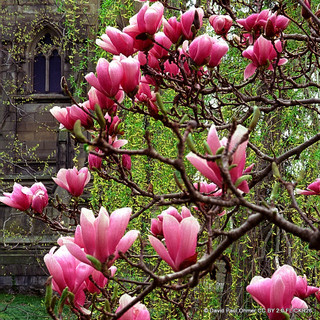 Magnolia 'Betty'