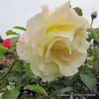 Elina - Hybrid Tea Rose