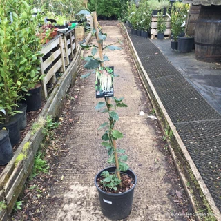 Garrya elliptica (60-75cm) 10ltr