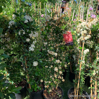 Pyracantha 'Saphyr Red' 1.2-1.5m trellis (20L)