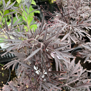 Sambucus 'Black Lace' - 10L