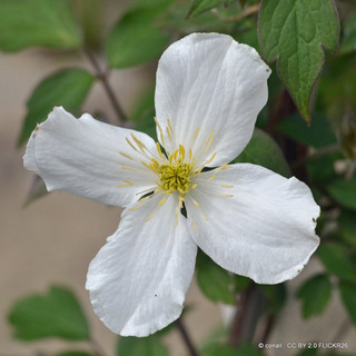 Clematis 'Montana Grandiflora' 1.2-1.5m (7L)