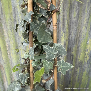 Hedera 'Glacier' 1.2-1.5m (7L)