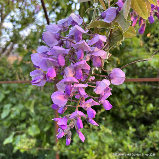 Wisteria venusta 'Okayama' 2.4m trellis (35ltr)