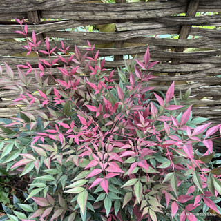 Nandina domestica 'Obsessed' - 7.5ltr