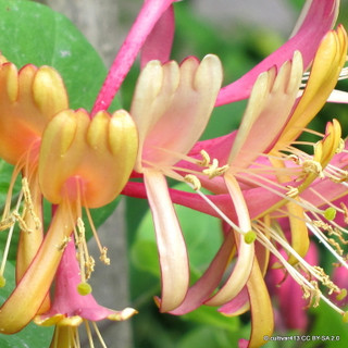 Lonicera x heckrottii 'Goldflame' 1.5m (7ltr)