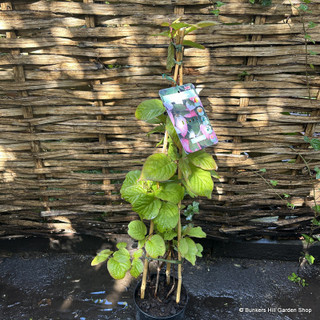 Actinidia 'Kolomikta' 1.2-1.5m trellis (20L)