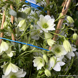 Clematis 'Early Sensation' 1.2-1.5m (7L)