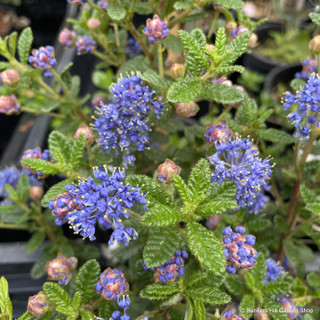 Ceanothus 'Puget Blue' 1.2-1.5m cane (20ltr)