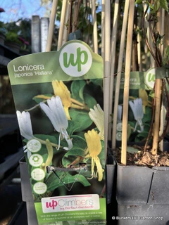 Lonicera 'Halliana' (Honeysuckle)- 1.5 metre trellis