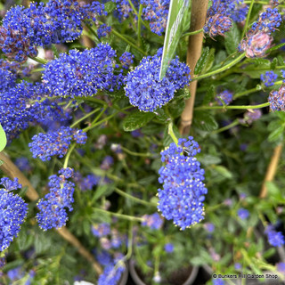 Ceanothus 'Concha' - 1.5m trellis (20L)