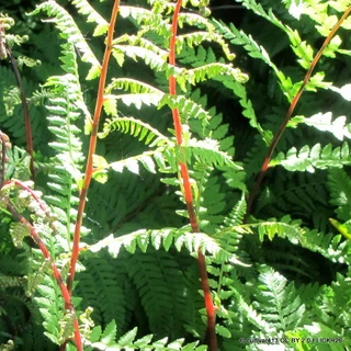Athyrium 'Lady in Red'  7.5L