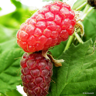 Loganberry (potted)