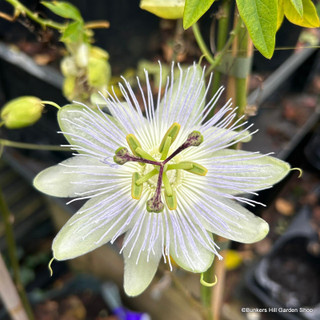 Passiflora 'Snow Queen' sq