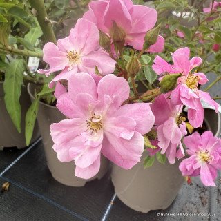 Magic Carpet - Ground Cover Rose