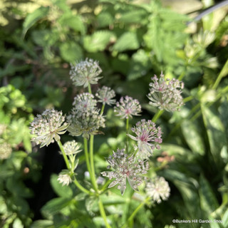 Astrantia 'Florence' 2L