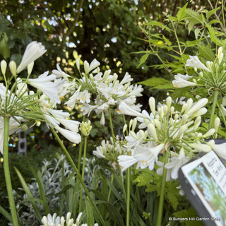 Agapanthus 'Amourette White' p14