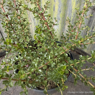 Ceanothus 'Blue jeans' 2L
