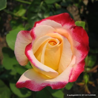 Double Delight - Hybrid Tea Rose