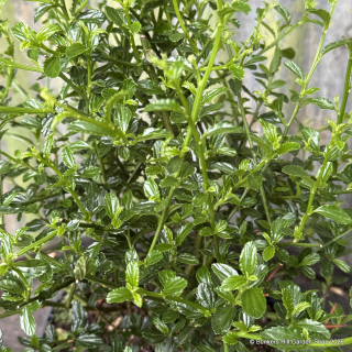 Ceanothus 'Millepoint point' 2L